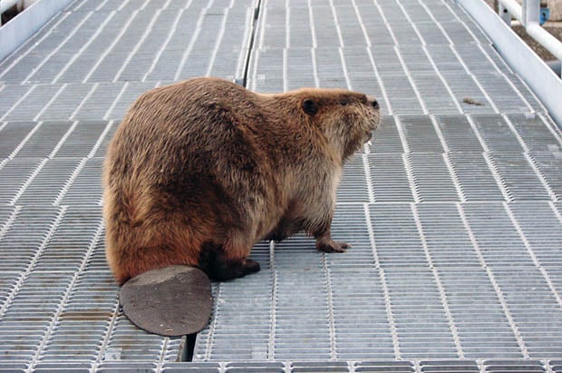 Man Attacked and Killed by the Beaver He Was Trying to Photograph beaver