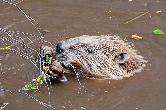 Man Attacked and Killed by the Beaver He Was Trying to Photograph beaverw