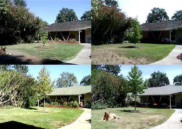 Time Lapse Documents a Backyard Tree Growing Up Over Five Years treetimelapse
