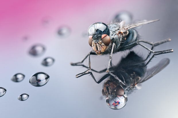 Incredible Macro Photos of Insects with Drops of Water On Their Heads waterdrop