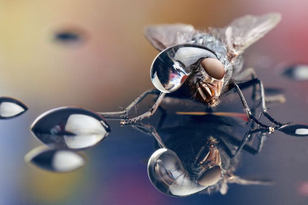 Incredible Macro Photos of Insects with Drops of Water On Their Heads waterdropinsects 1