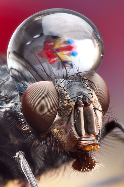 Incredible Macro Photos of Insects with Drops of Water On Their Heads waterdropinsects 2