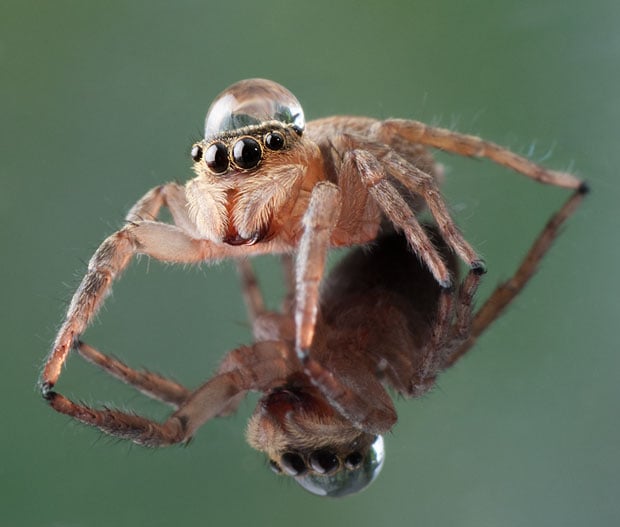 Incredible Macro Photos of Insects with Drops of Water On Their Heads waterdropinsects 4
