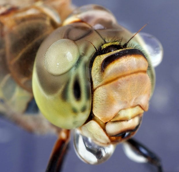 Incredible Macro Photos of Insects with Drops of Water On Their Heads waterdropinsects 6