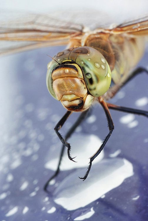 Incredible Macro Photos of Insects with Drops of Water On Their Heads waterdropinsects 7