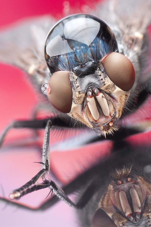 Incredible Macro Photos of Insects with Drops of Water On Their Heads waterdropinsects 9