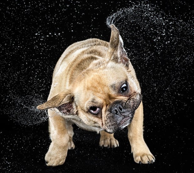 Dogs Shaking Off Water, Captured in Super Slow Motion