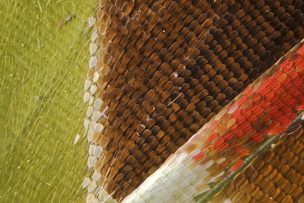 Graphium weiskei arfakensis wing