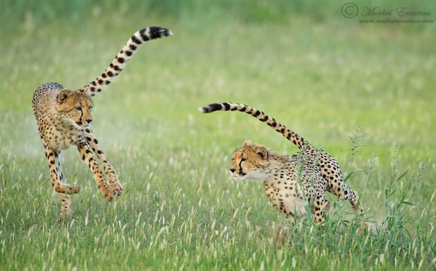 cheetah_chase_3_KTP_2012