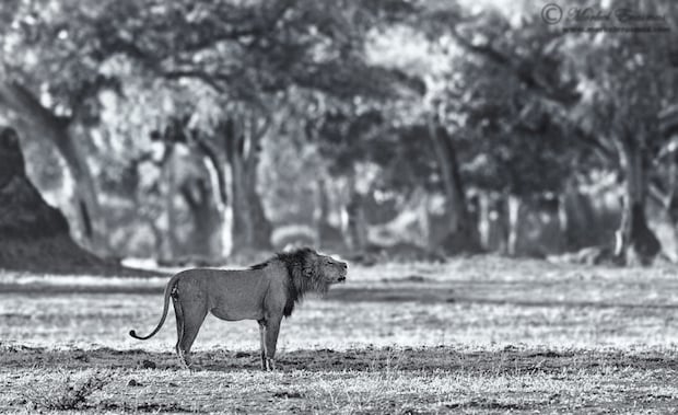 lion_forest_4a_BW_ManaPools_2012