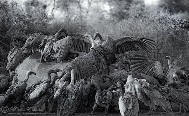 vulture_frenzy_7a_BW_KNP_2011