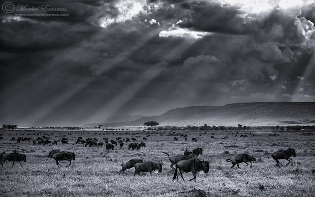 wildebeest_plains_1_BW_MasaiMara_2013