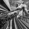 Creative Photo Series Turns the Paris Metro Into a Literal Zoo