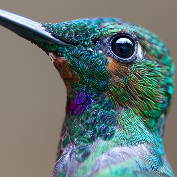 Green-Crowned Brilliant Heliodoxa jacula