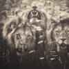 These Majestic Photographs of African Animals Were All Shot During Visits to Zoos