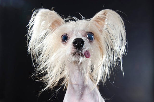 Photographer's Portraits of Hairless Dogs Warn of the Dangers of