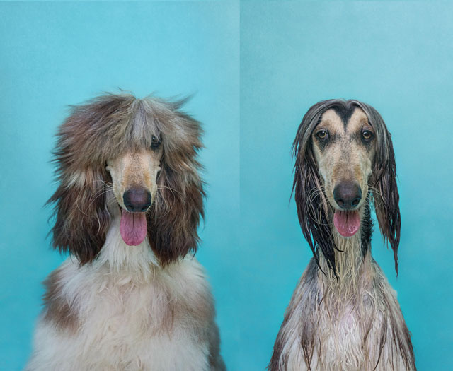 Serenah Hodson - Mokry pies, suchy pies. Serenah Hodson - Dry dog, wet dog