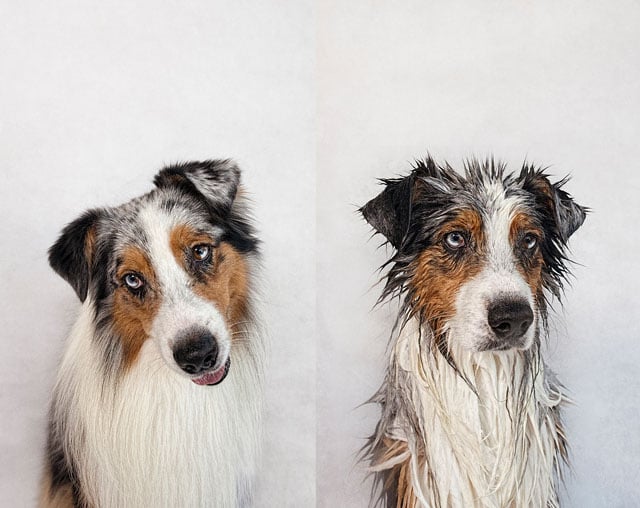 Serenah Hodson - Mokry pies, suchy pies. Serenah Hodson - Dry dog, wet dog
