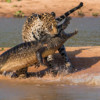 Photographer Captures Jaguar Attacking a Caiman