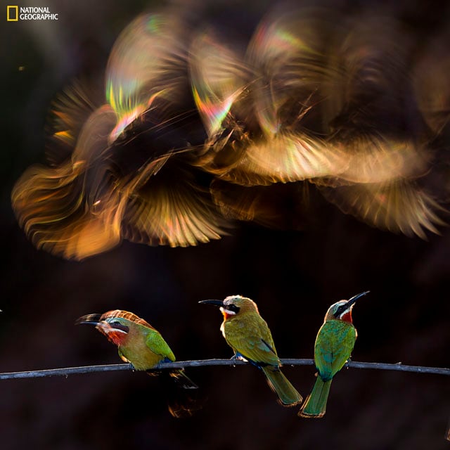 Photo and caption by Bence Mate / National Geographic 2015 Photo Contest