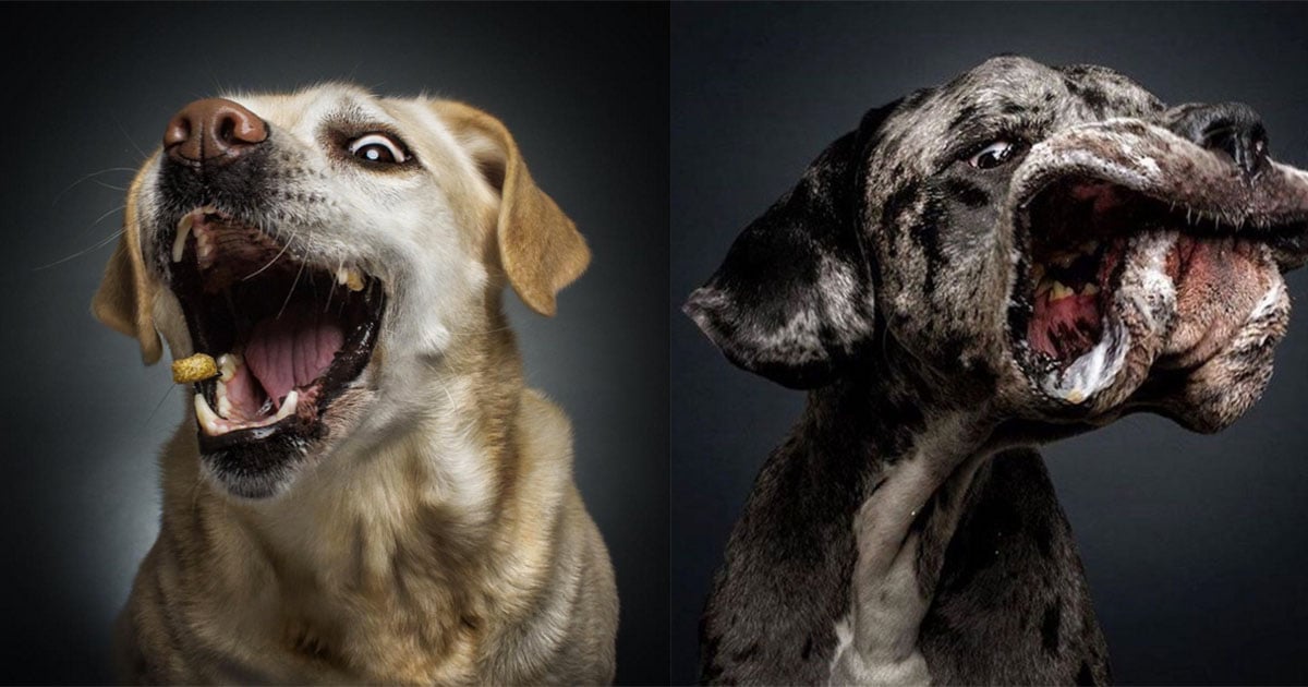 Why Does My Puppy Keep Lunging At Me at Stephanie Combs blog