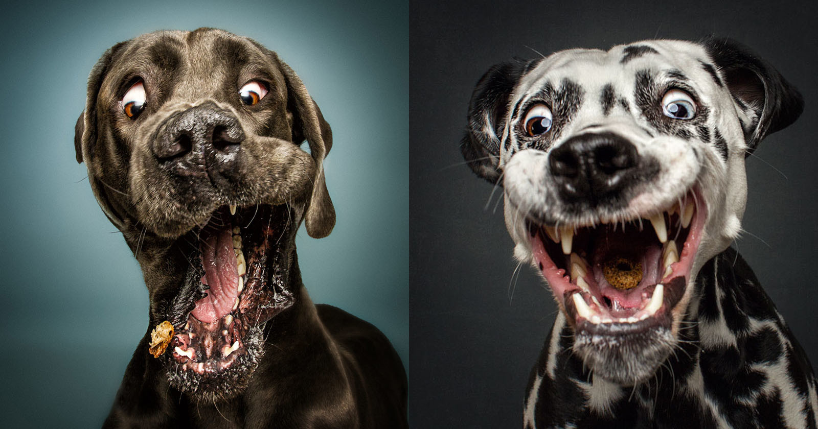 humorous photos dogs catching flying treats 