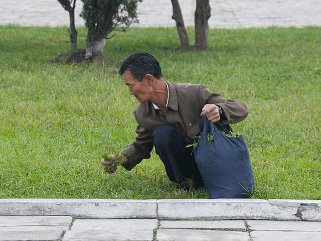 A North Korean man harvesting grass from a park -- presumably for food.