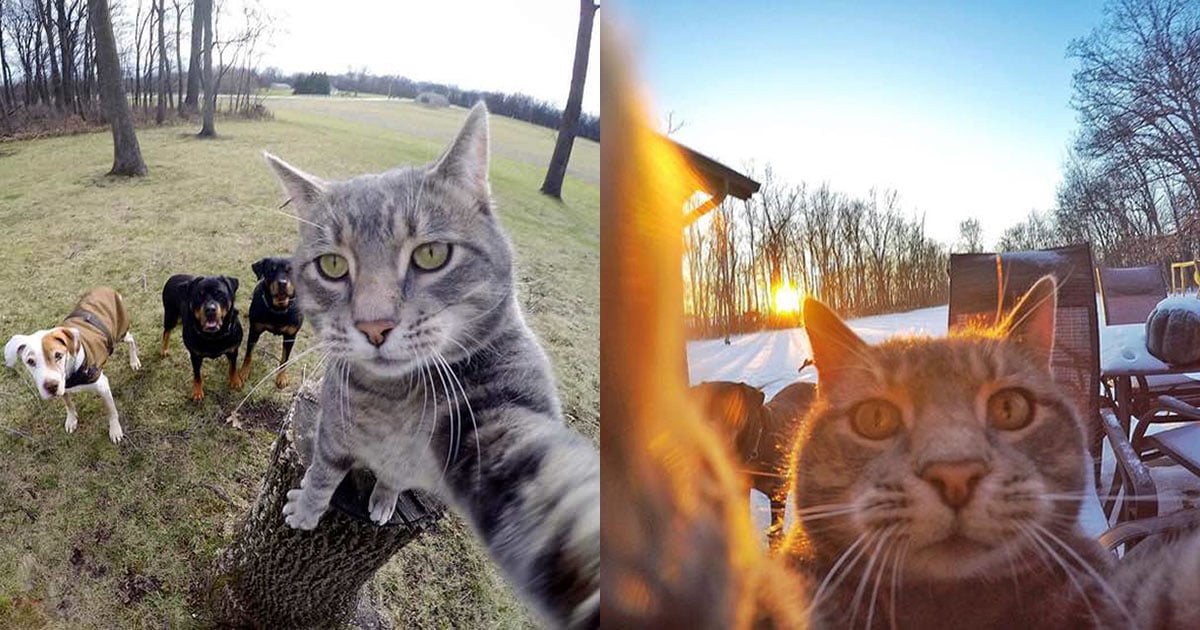 Обои кот селфи фото