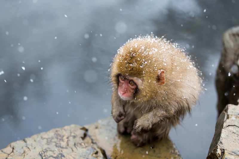 A Little Monkey on a Cliff by Hidetoshi Ogata of Osaka, Japan
