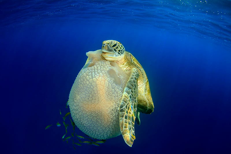 "Turtle Eating Jellyfish." Richard Carey/UPY 2016