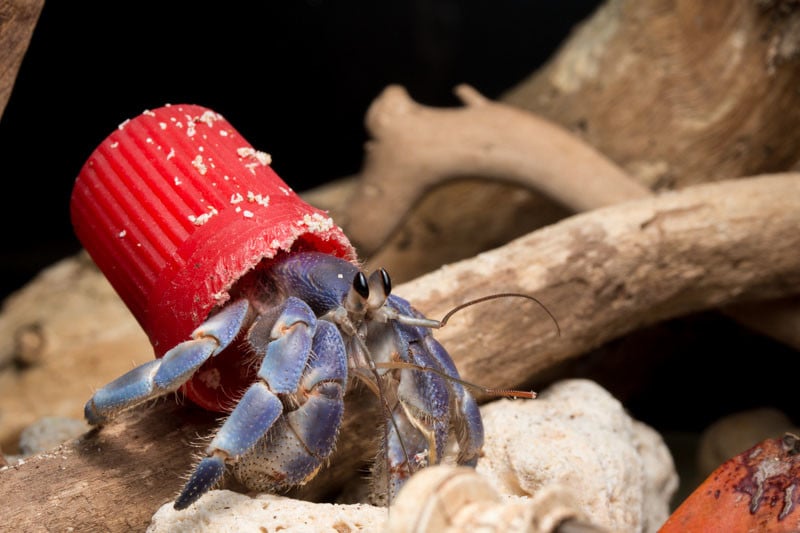 Photos of Hermit Crabs with Beach Trash Homes