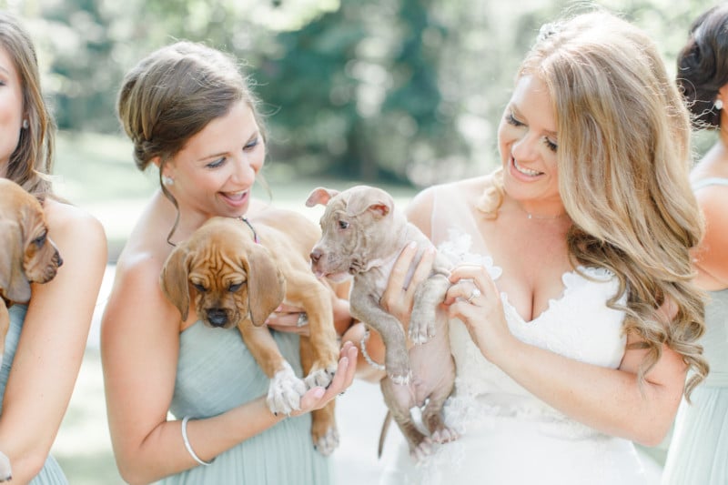  these bridal party photos feature adoptable puppies instead 