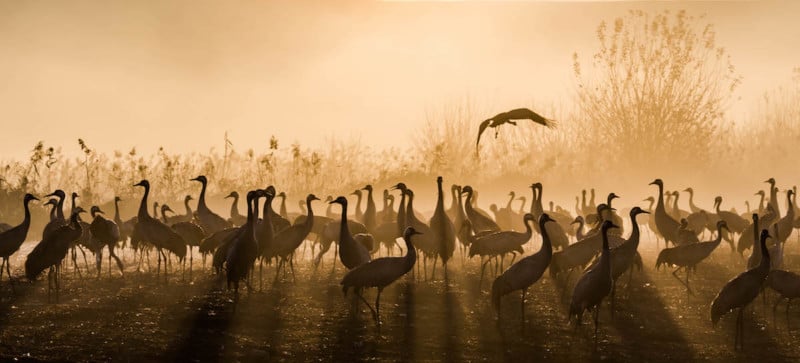 Photographing the Hula Valley, Rest Stop for Half a Billion Birds Every Year