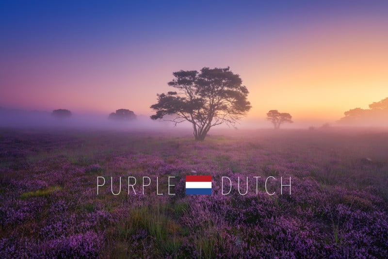  when netherlands turn purple landscape photographer dream 