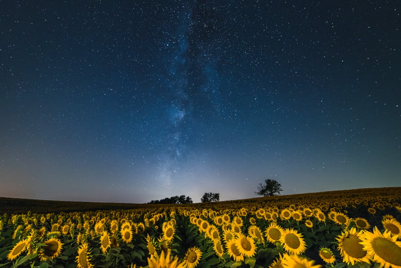 How I Captured a Field of Sunflowers Blooming Under the Milky Way