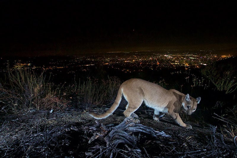  trail camera captures mountain lion above city lights 