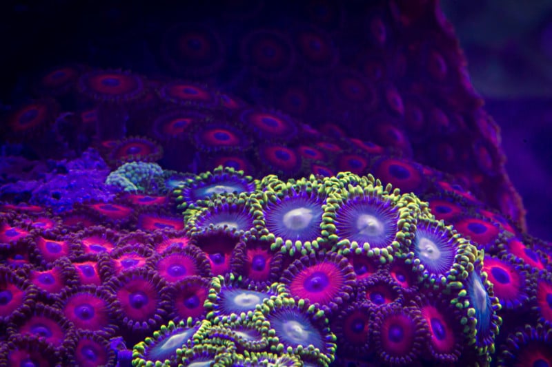 Macro Timelapse Captures Incredibly Colorful Coral Species Moving