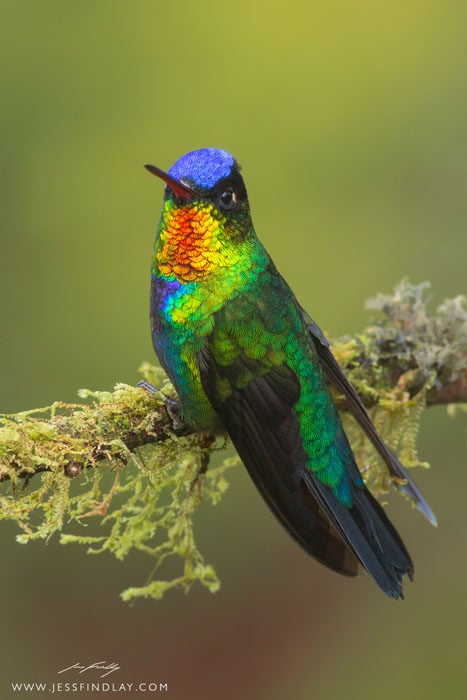  photographer captures colorful close-ups fiery-throated hummingbird 