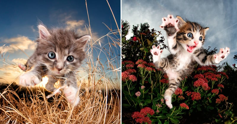 Playful Portraits of Kittens Mid-Pounce