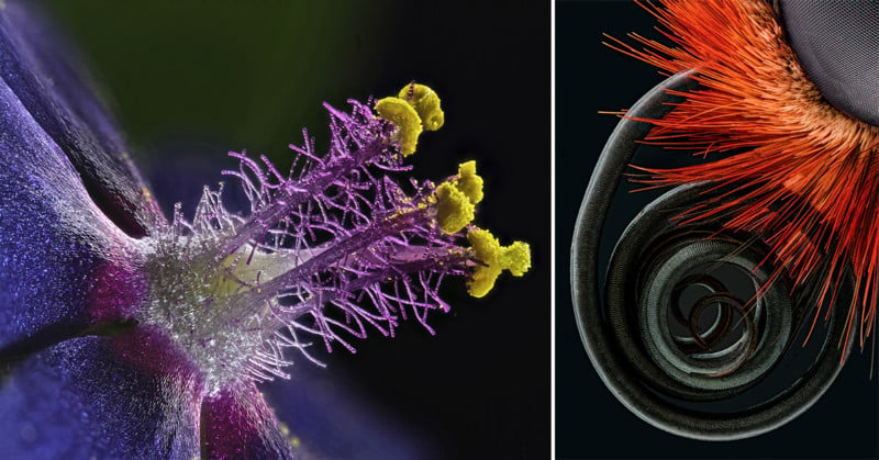 20 of the Most Beautiful Microscopic Photos in the World