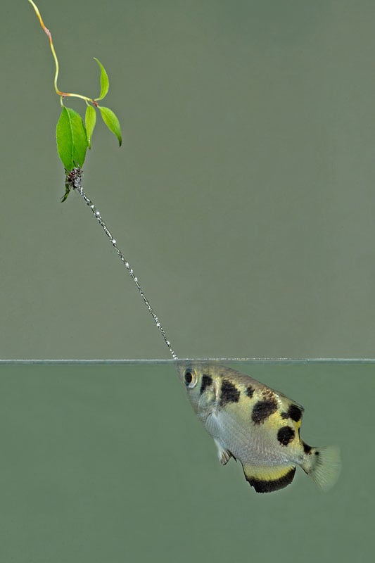 Photographing a Archerfish Hunting with an Indoors Setup