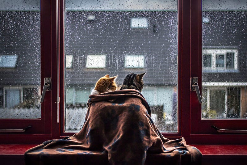 I Photograph My Cats In Front of the Window Whenever It Rains