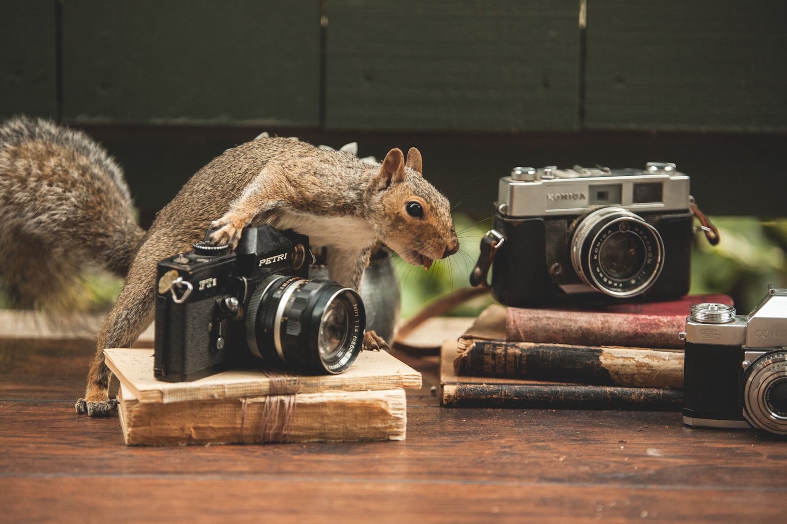 Photographing Luna and Neville: Two Cute Squirrels Doing Human Things