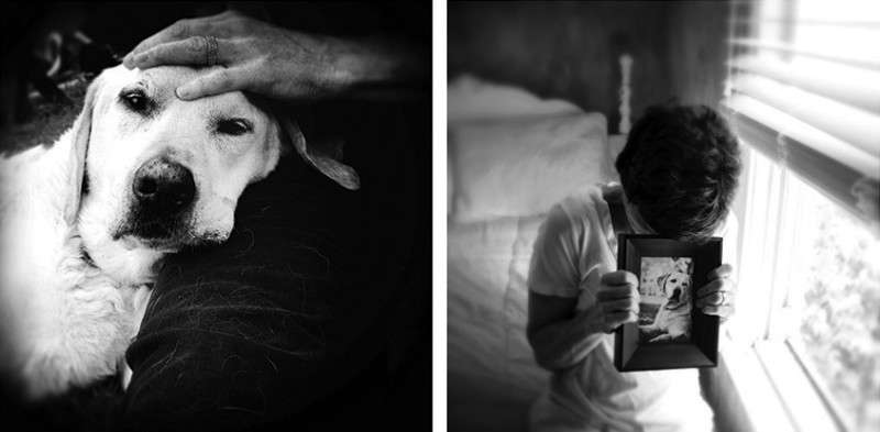 Photographer Pays a Touching Tribute to Her Elderly Dog