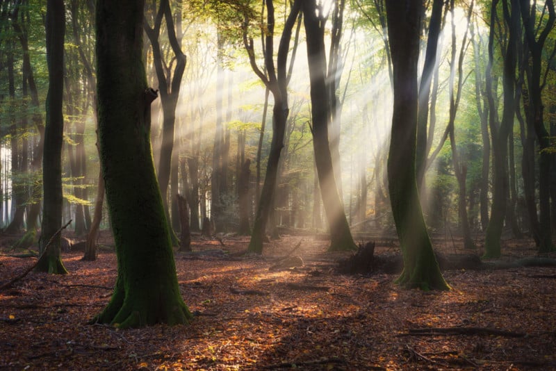 Forest Wonderlands: Photos of Woods in the Netherlands