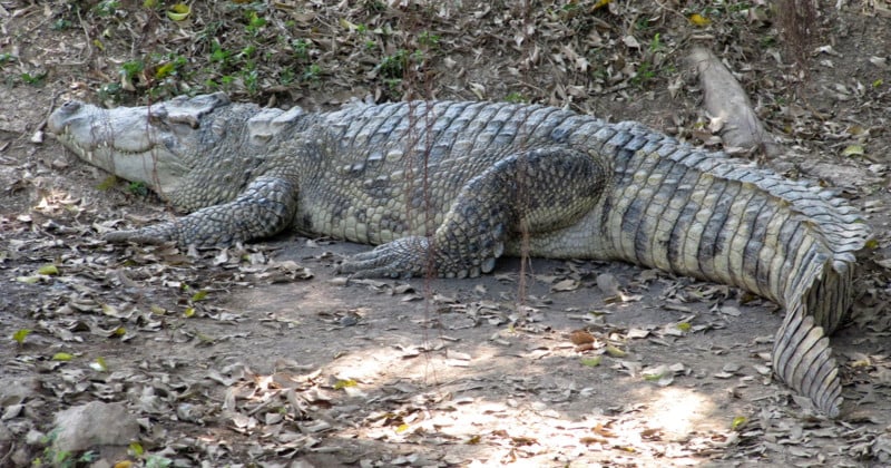  woman attacked crocodile while trying take photo 