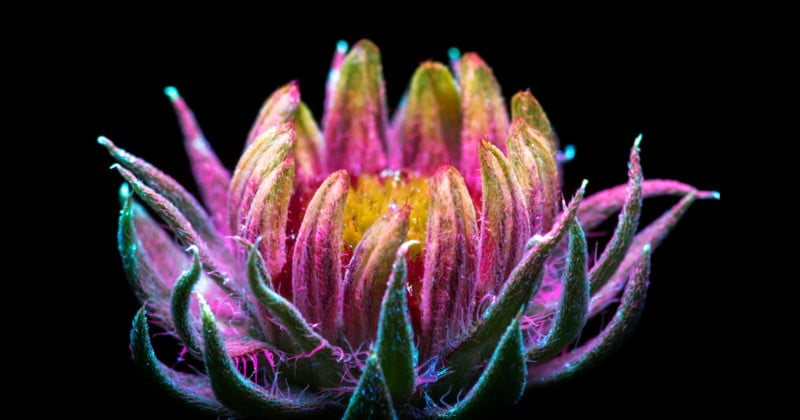 Sparkling Photos of Flowers Glowing Under Intense UV Light