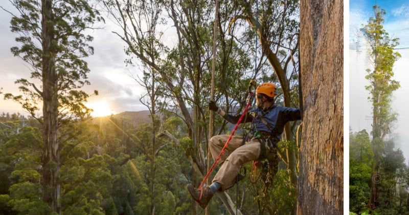 We Spent 67 Days Photographing One of the Worlds Tallest Trees