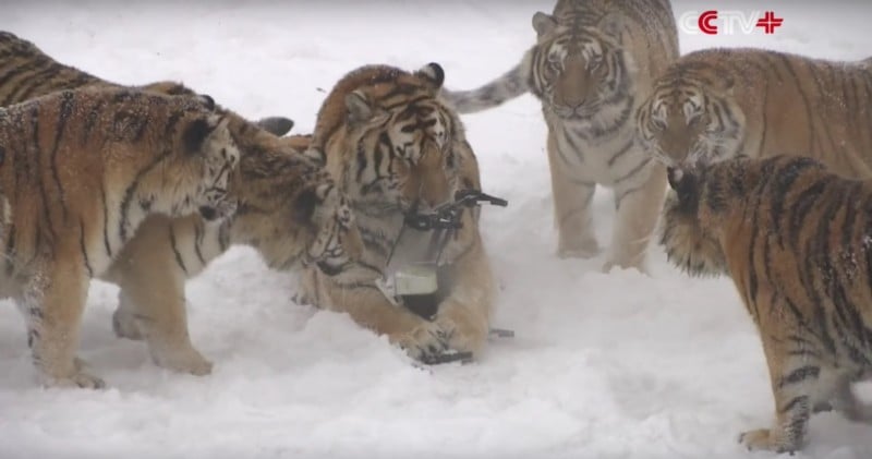 Siberian Tigers Take Down and Chew Up Drone