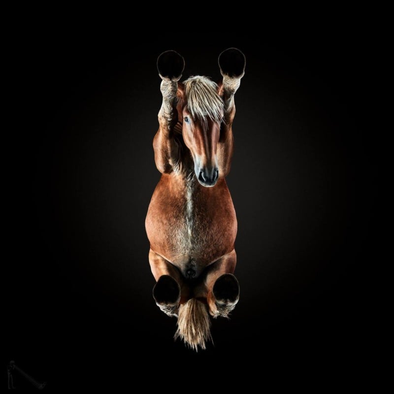 This is What Horses Look Like from Below